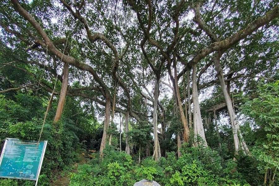 Thousands Year Banyan Tree - Vietnam Vacation Travel
