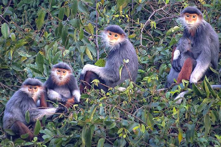 Red-shanked Douc Langurs - Vietnam Vacation Travel