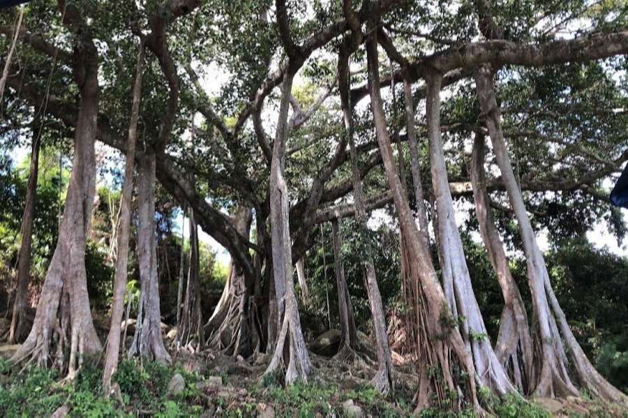 Son Tra Banyan Tree - Vietnam Vacation Travel