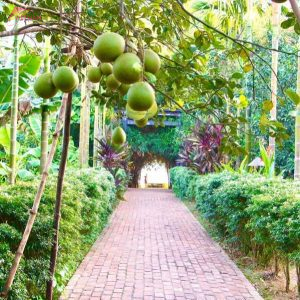 Thuy Bieu Village Hue Pomelo Garden - Vietnam Vacation Travel