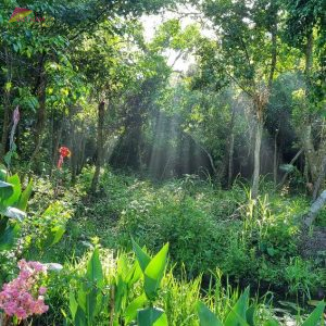 My Son Sanctuary Sunset Tour- Vietnam Vacation Travel