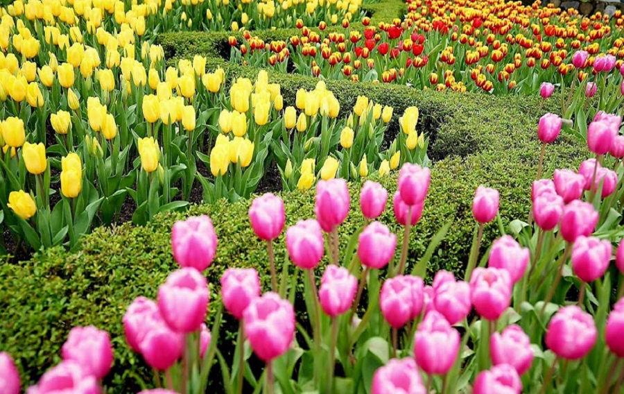 Tulips in Le Jardin D'Amour Garden - Vietnam Vacation Travel