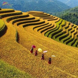 Private Car Hanoi To Mu Cang Chai- Vietnam Vacation Travel