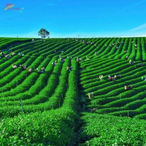 Dalat to Bao Loc by private car- Vietnam Vacation Travel